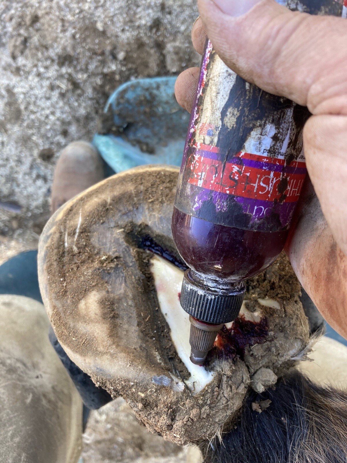 NEW 3 PACK!! Outlaw Thrush Stuff Treatment For Horses Hoofs And Abscesses Care