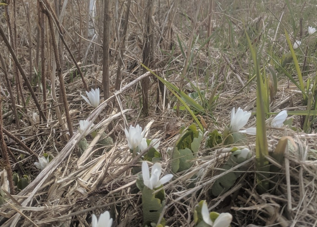 Bloodroot - Sanguinaria Canadensis. Poppy Family. 25 seeds