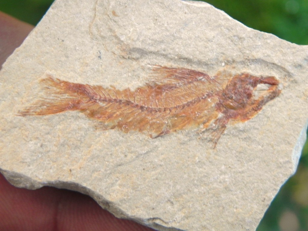 100% Authentic Fossil Fish from Lebanon Cretaceous 100 MYO! 1a