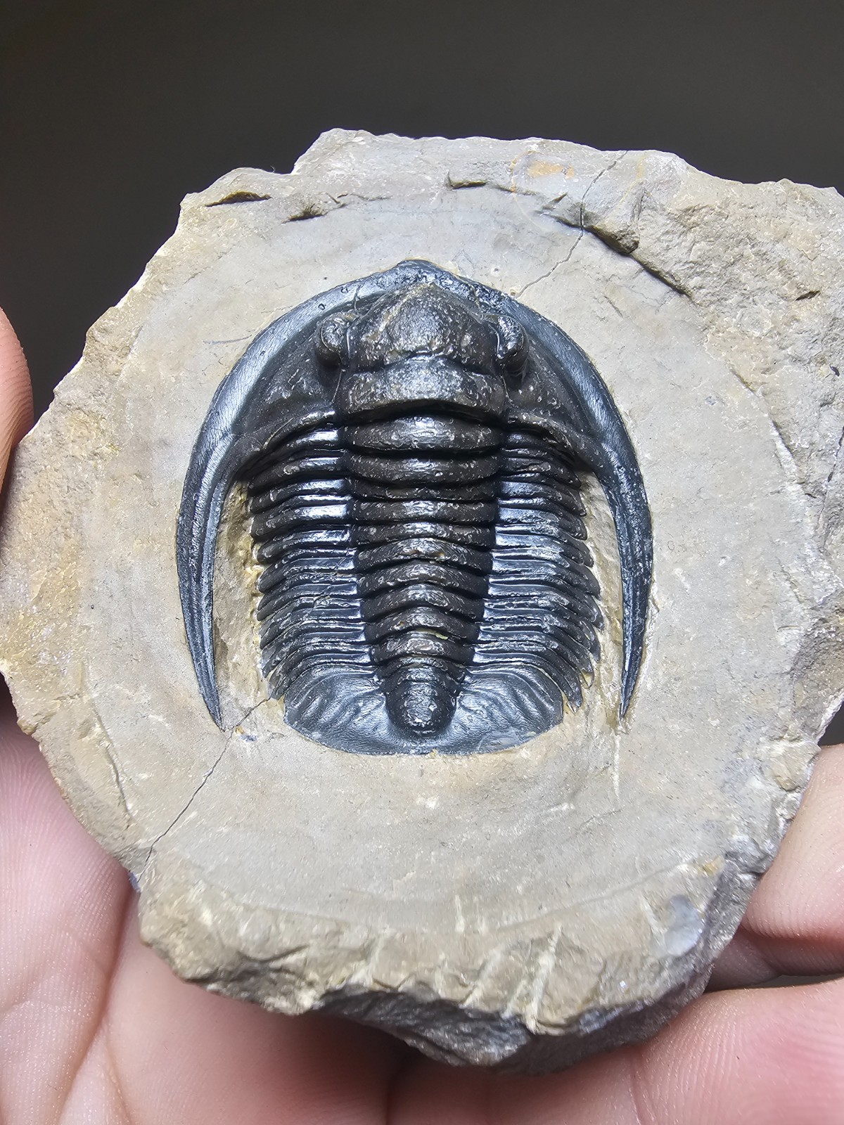 Fossil trilobite Top Quality Diademaproetus Devonian morocco 40mm