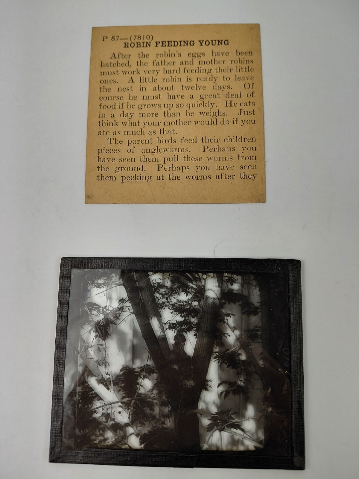 Magic Lantern Glass Slide Photo Keystone P87 Baby Robin's Mealtime In A Tree