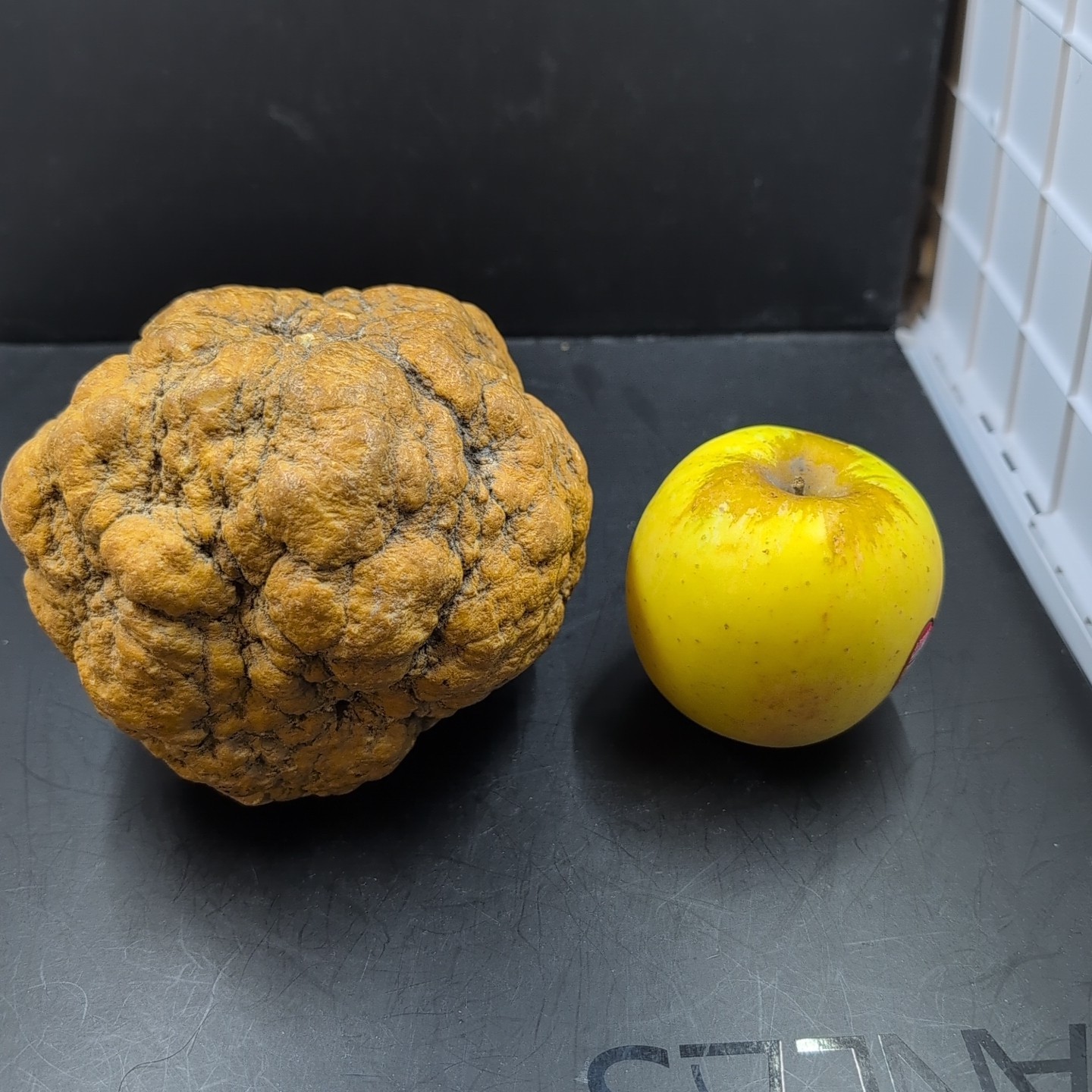 Large Quartz Nodule Concretion 5 lb Botryoidal Milky Quartz Mineral Specimen