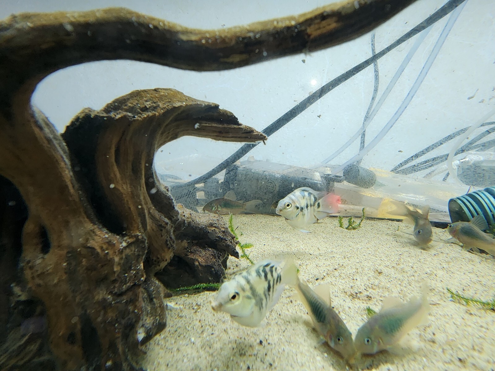Group of Green Emerald Corydoras free 2 day shiping