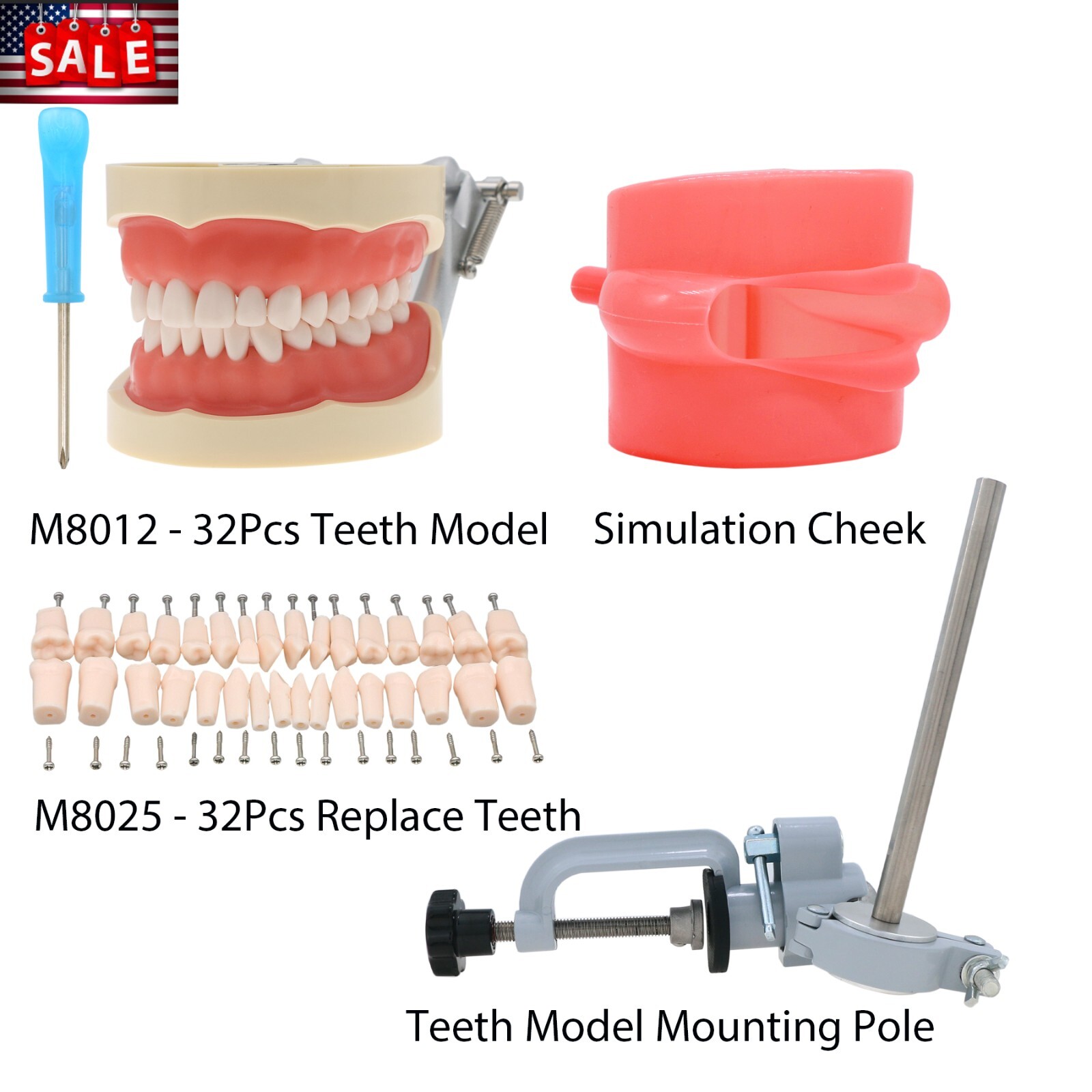 Kilgore NISSIN 200 Type Dental Typodont Model M8012 with 32Pcs Removable Teeth