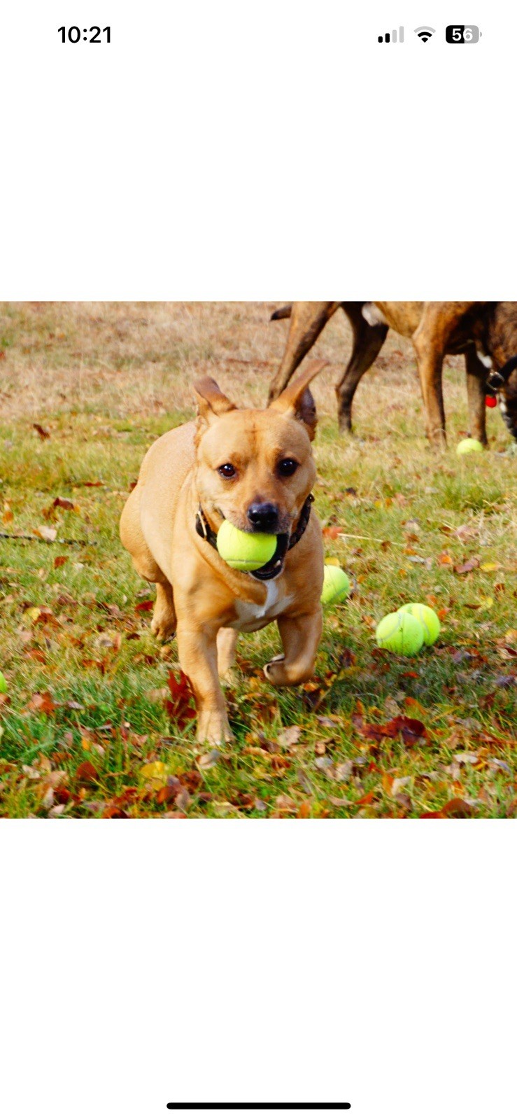 100 Used Tennis Balls - LOW COST DOG BALLS FREE SHIPPING