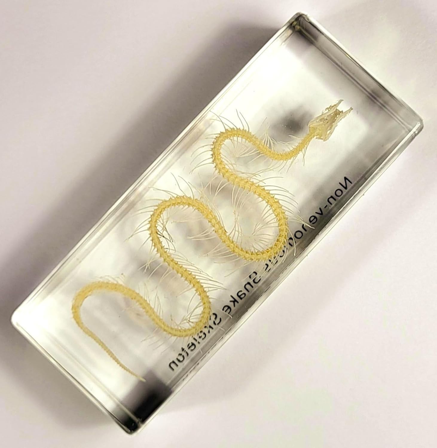 Real Water Snake Skeleton in 110mm Clear Lucite Resin Science Education Specimen