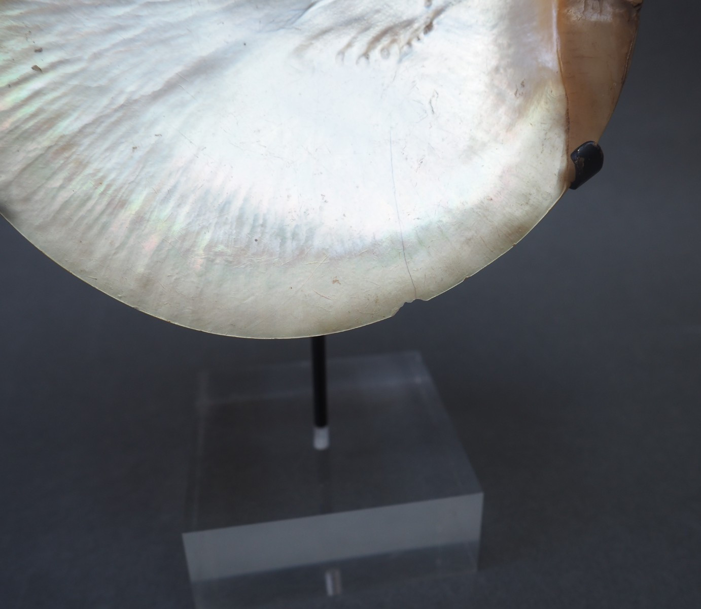 BEAUTIFUL OLD MOUNTED OCEANIC NEW BRITAIN PAPUA NEW GUINEA ARAWE CURRENCY SHELL