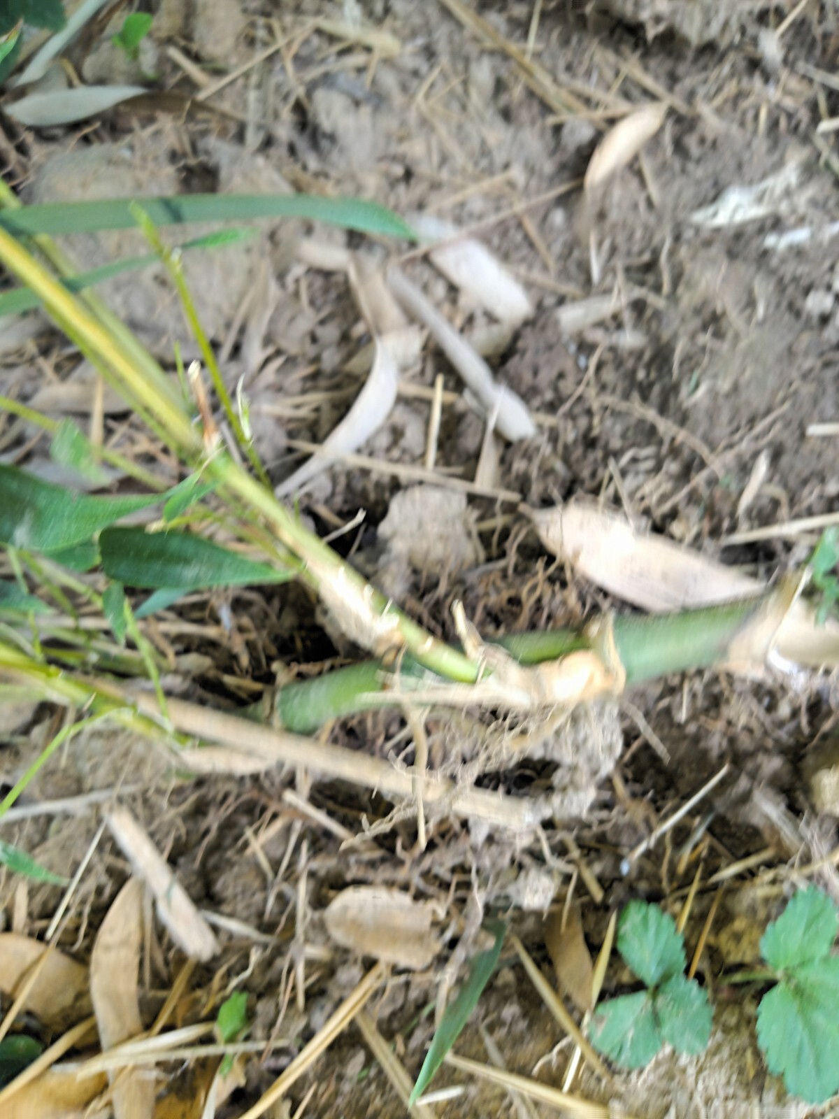 Fall Special MOSO Live Bamboo Root 6pc per order, 5 inches or longer each.