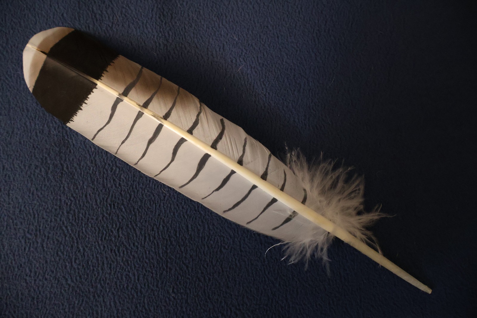Native American-made the Revered White Tailed Hawk hand painted WhiteTailed Hawk