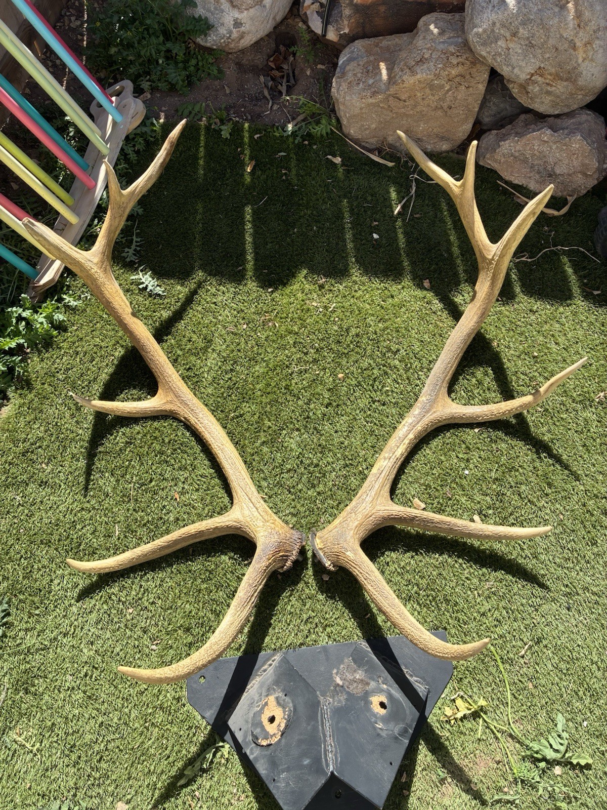 Large Set Of 6x6 Elk Sheds ~ Elk Antlers ~ Mounted Removable