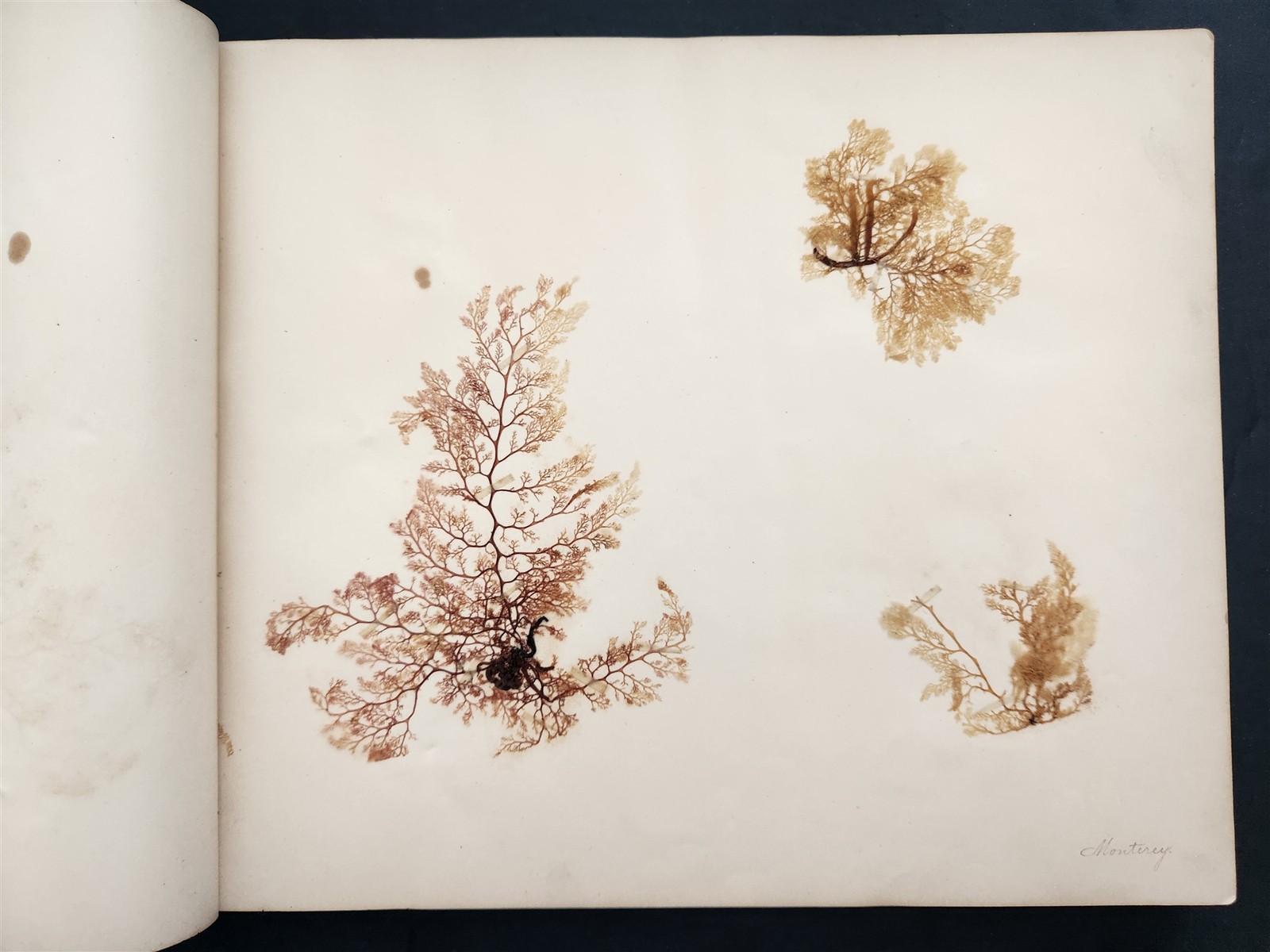 1883 antique SEAWEED pressed ALBUM monterey ca EUGENIE PHILLIPS specimen book