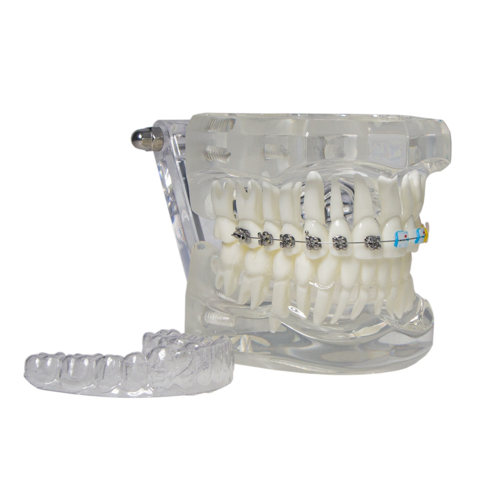 Dental Ortho Teeth Model With Metal Ceramic Brackets Lingual Braces Tube Teach