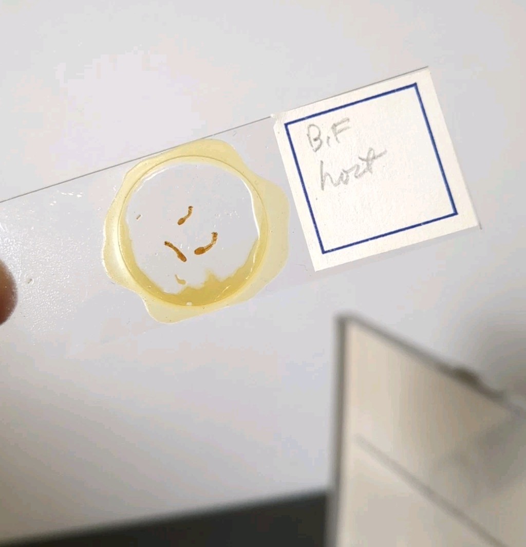 Vintage Prepared Microscope Glass Slides - George Poinar Jurassic Park Estate