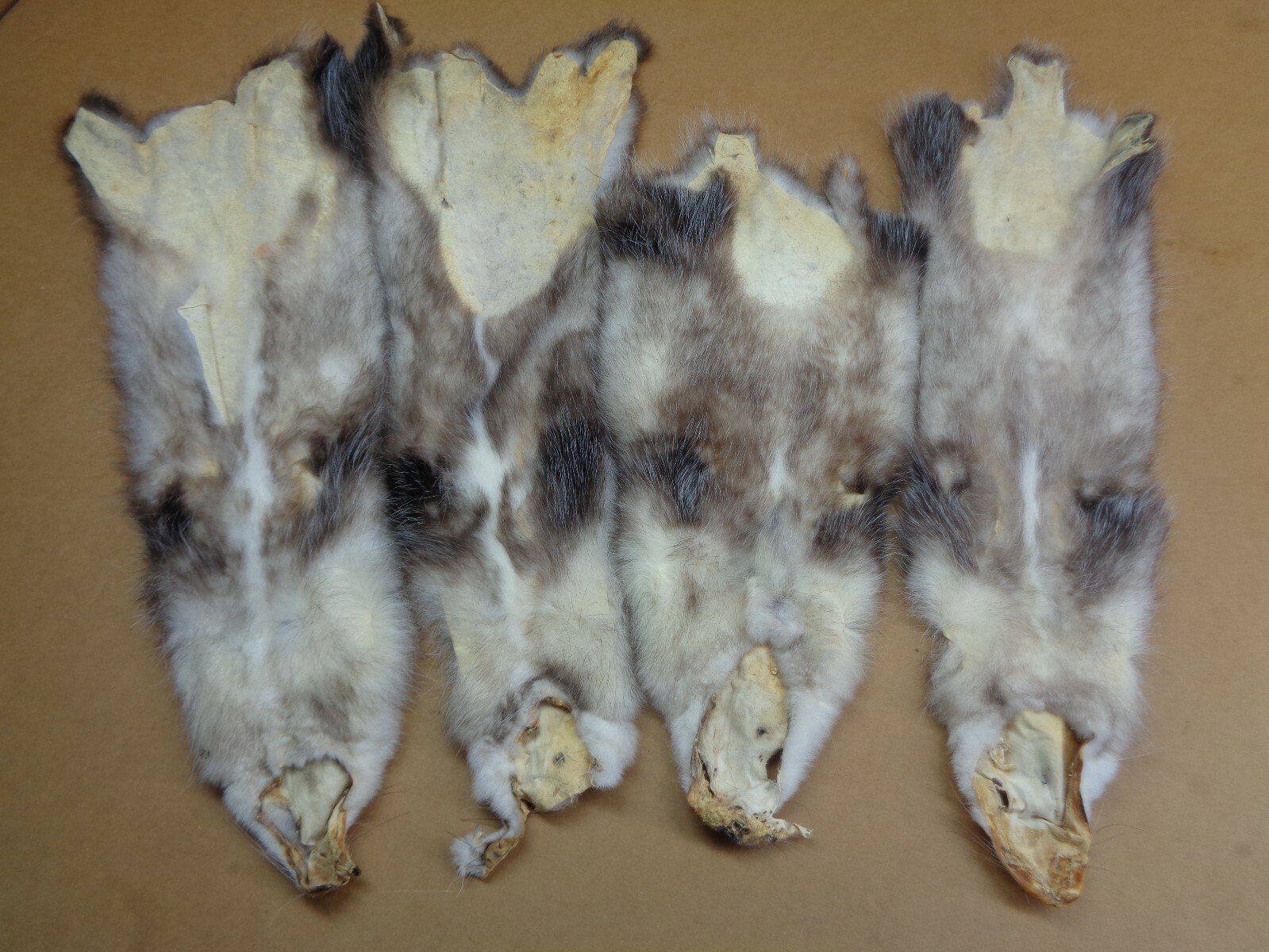 Professionally Tanned #2 L Opossum Hide/Furs/Taxidermy/Crafts/Real USA Furs