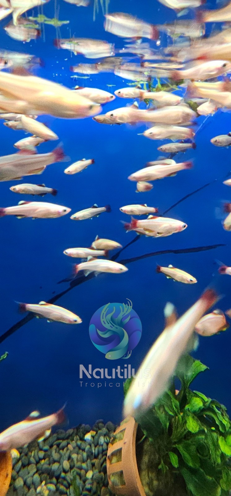 GOLDEN WHITE CLOUD MOUNTAIN MINNOW (Tanichthys albonubes)