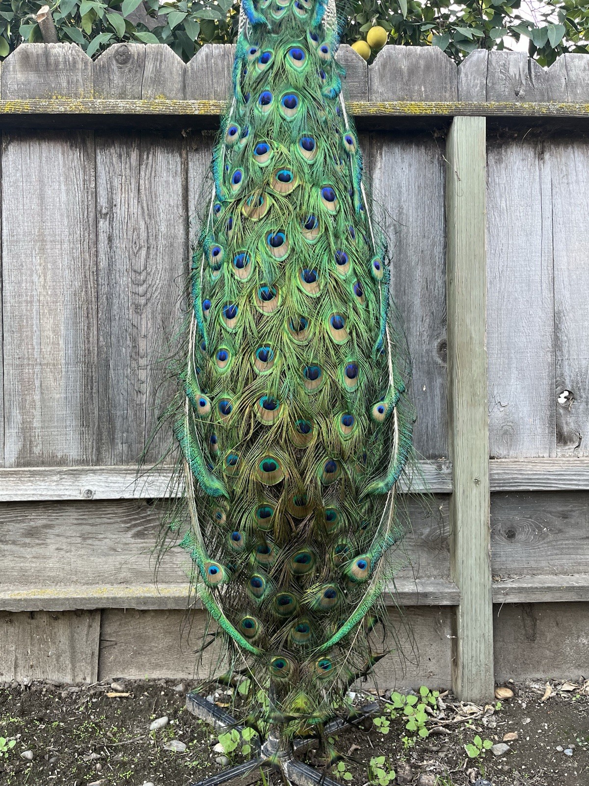 India Blue Real PEACOCK Taxidermy Mount museum quality