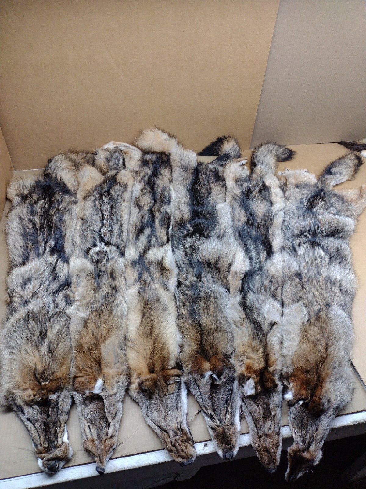 Tanned Eastern XXL Semi-Hvy Coyote Hide #1 Full Tail Grade/Furs/Taxidermy/Crafts