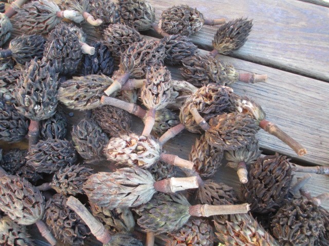 100 Southern Magnolia Seed Pods Cones