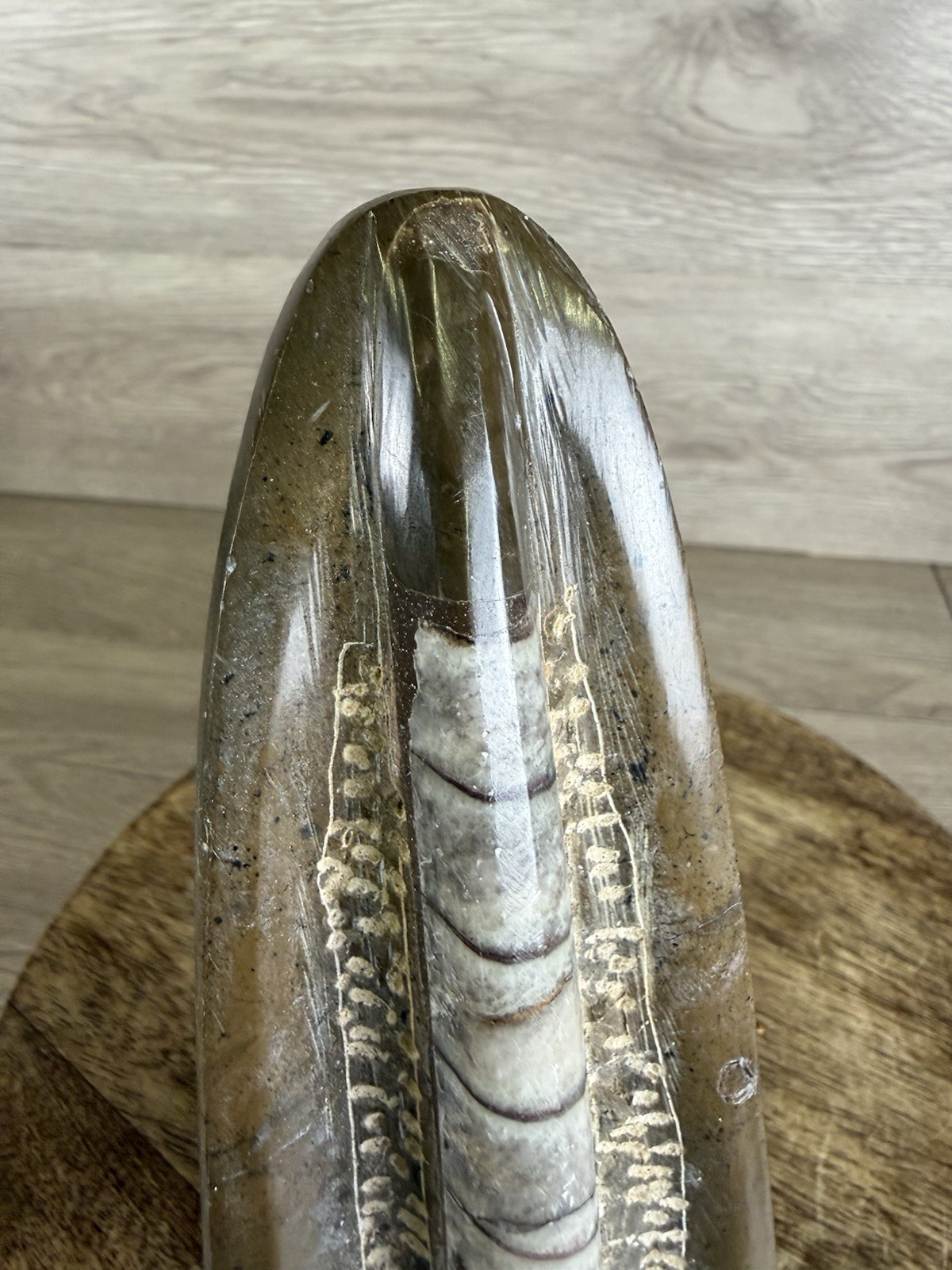 Vintage Standing Orthoceras Fossil 7” - Prehistoric Cephalopod Natural Display