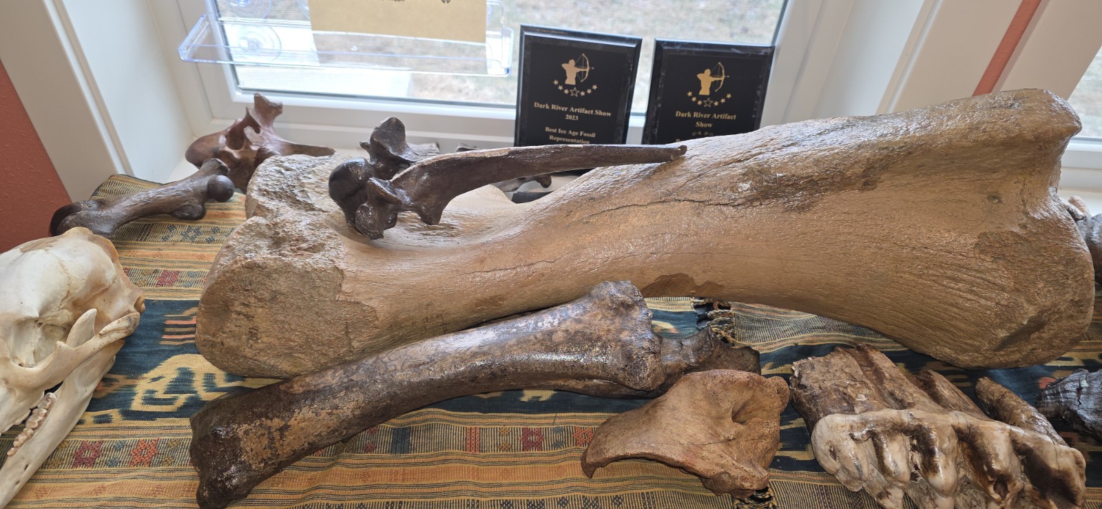Huge Bison Bison Radius Ulna & Thoracic Vertebra