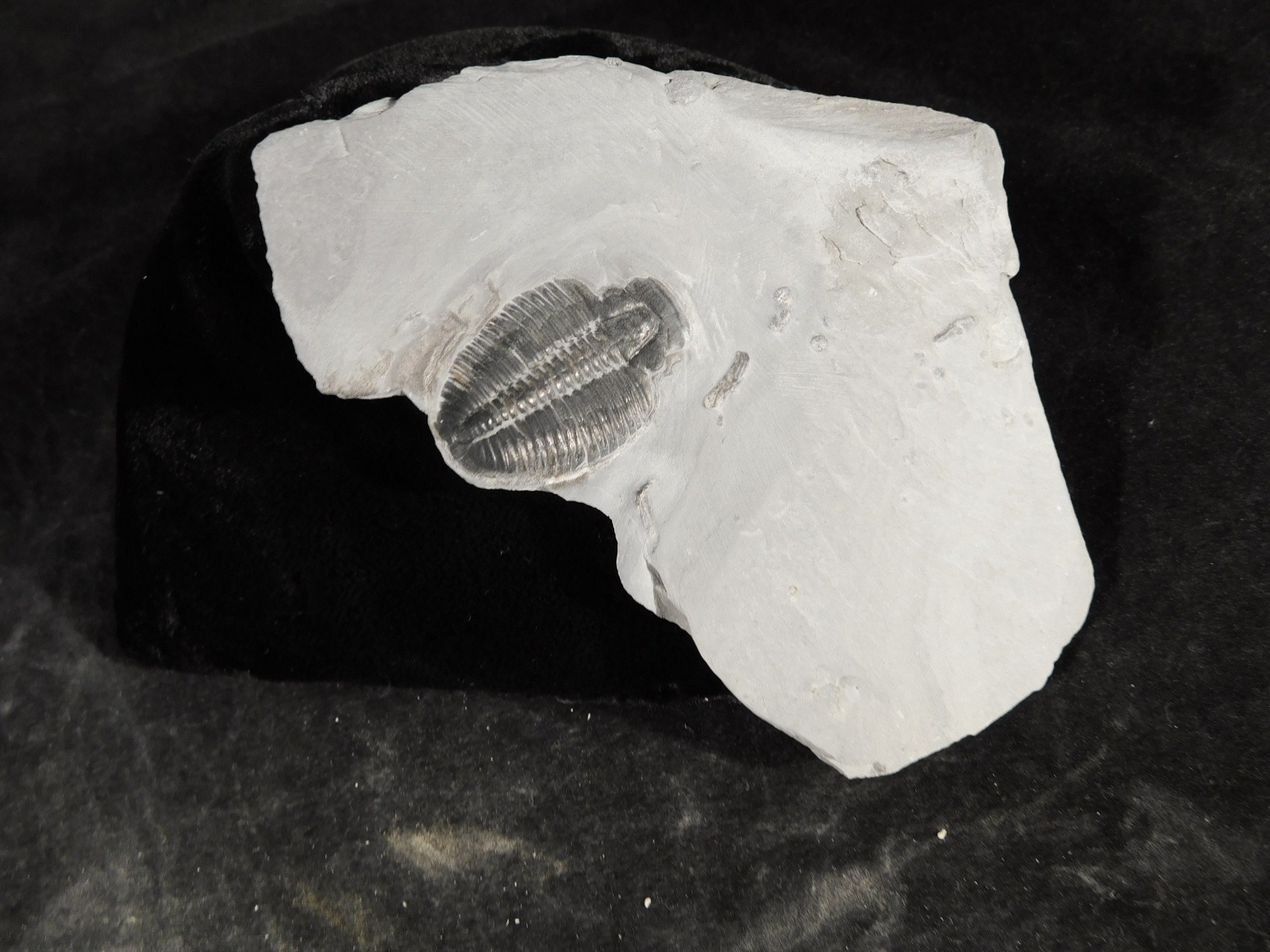 Elrathia TRILOBITE Fossil From Cambrian Utah 100% Natural 130gr *C