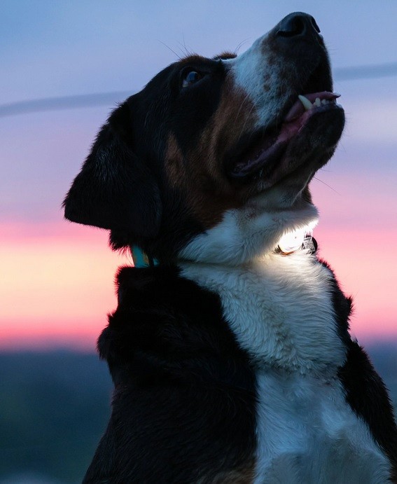 Max & Molly Matrix Ultra LED Safety Light Attaches to Any Dog Pet Collar Harness