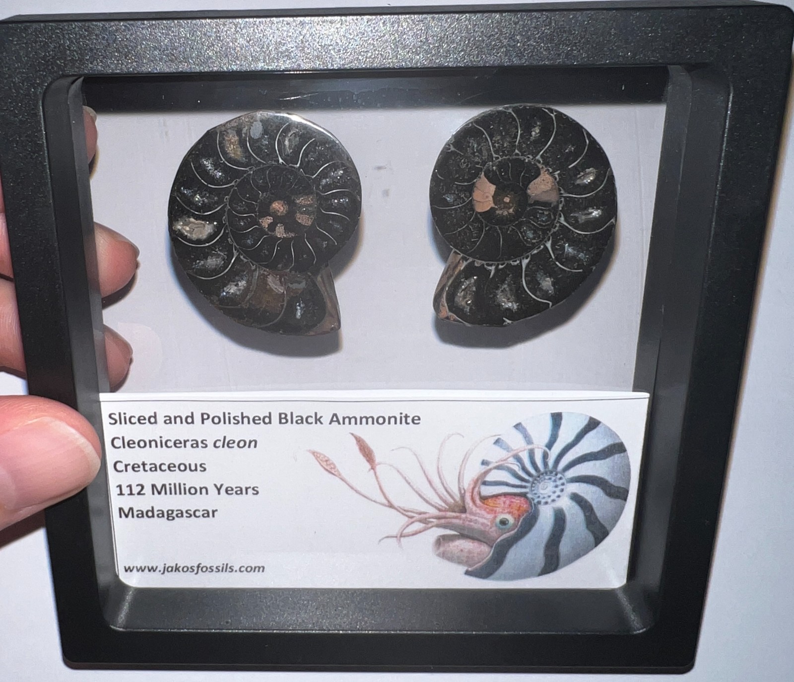 SUPER RARE Sliced Framed BLACK AMMONITE Lot Dinosaur Era Fossil One Per Order