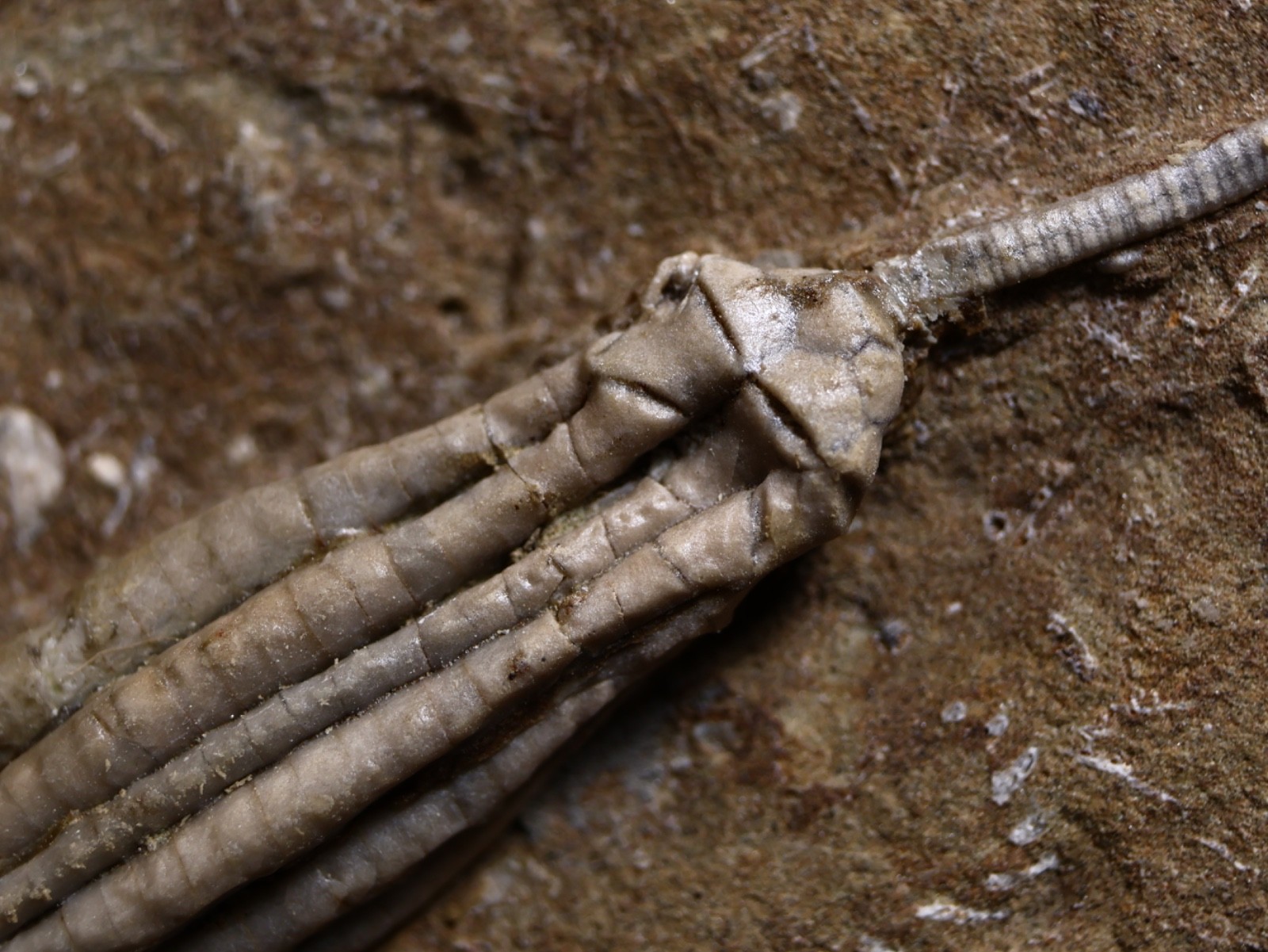 Gorgeously Detailed Scytalocrinus decadactylus Crinoid, Crawfordsville, IN