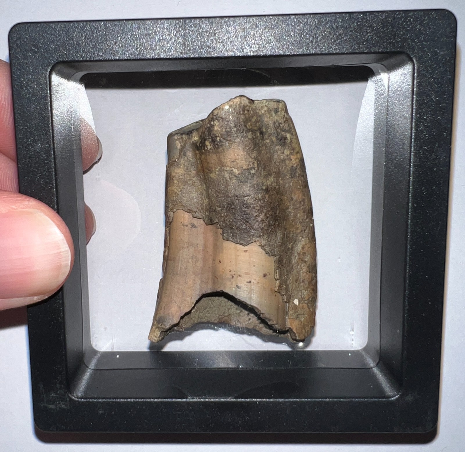 Rare Ice Age Fossil GROUND SLOTH MEGALONYX CANINE TOOTH 1.85 INCHES NO REPAIR