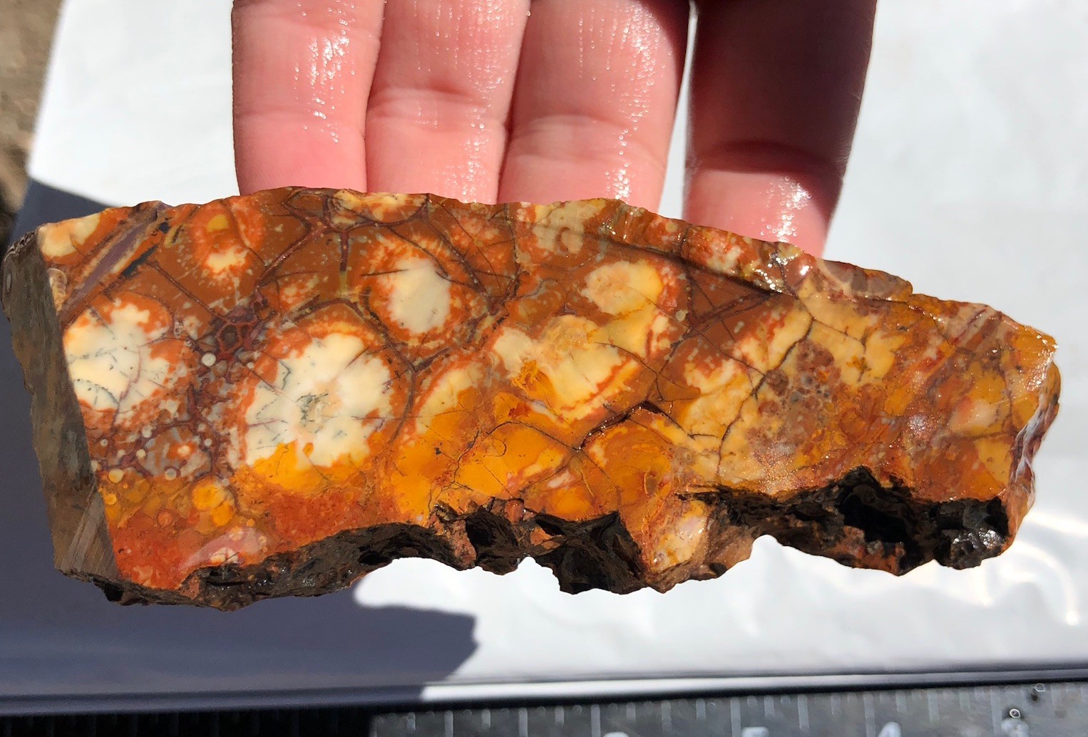 Birdseye Rhyolite 88g Rough Slab 3/8-1/2” Thick Cabbing Stone Orb Jasper