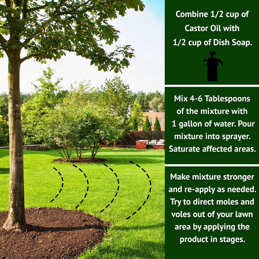 Nature's MACE 100% Pure Castor Oil Mole and Vole Deterrent