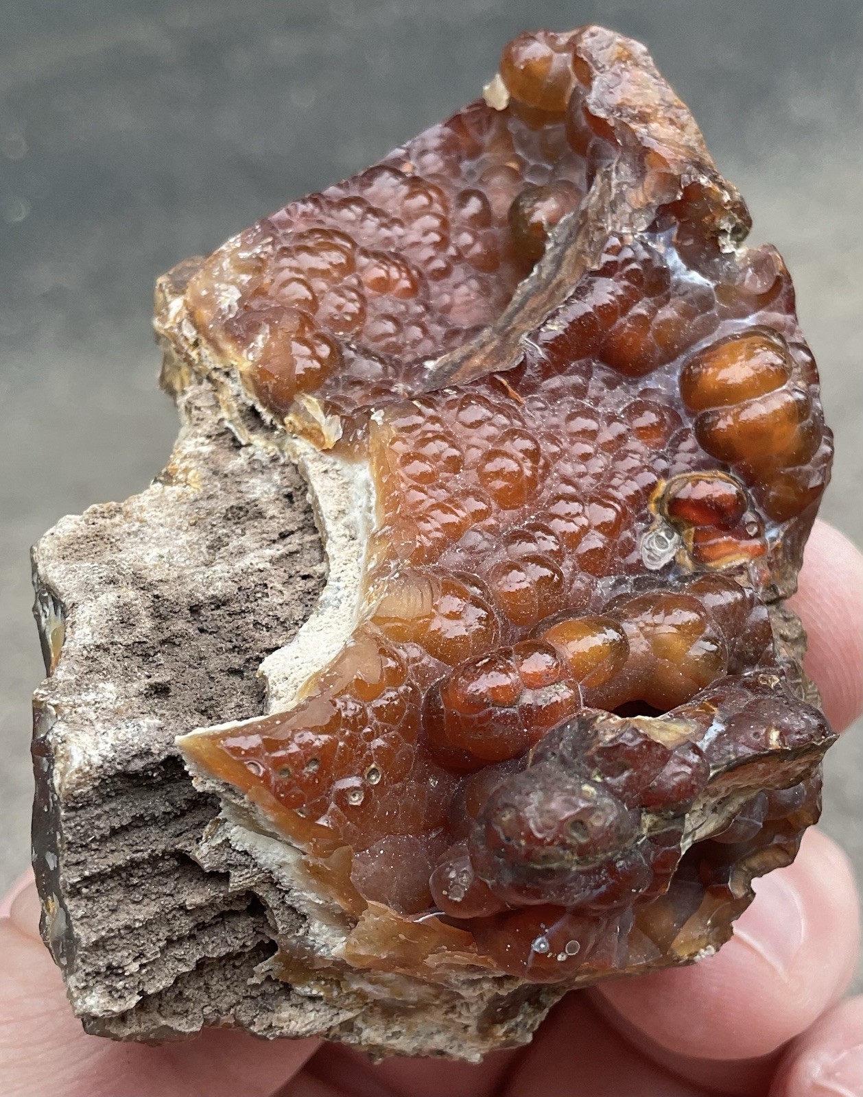 103g Botryoidal Agatized Coral Fossil Chalcedony Stalactite Florida
