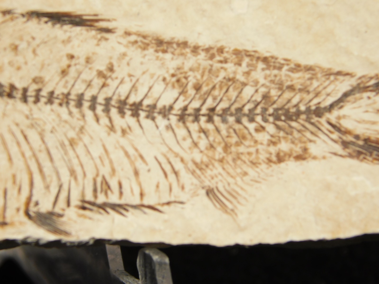 X-RAY BONES! Knightia FISH Fossil From Fossil Lake Wyoming 48.6gr