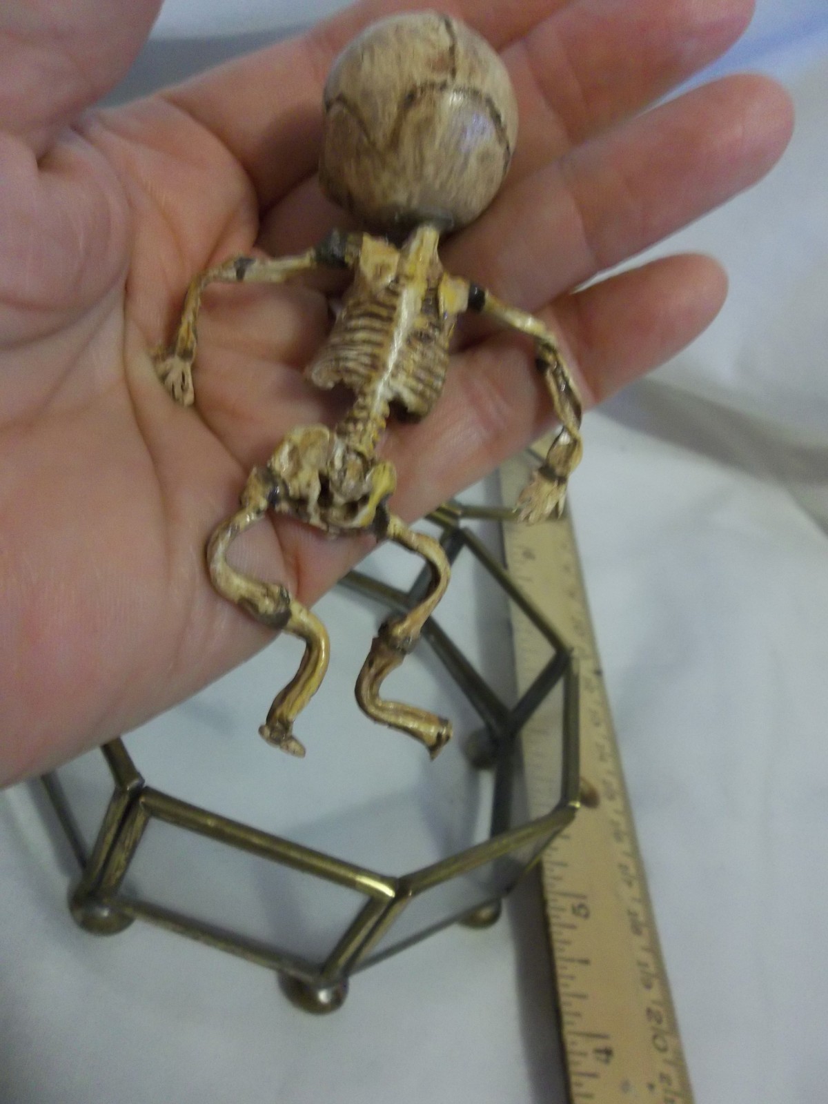 12 Week Fetus/Fetal Skeleton Curvature of Limbs Oddity Curiosity Sideshow Gaff