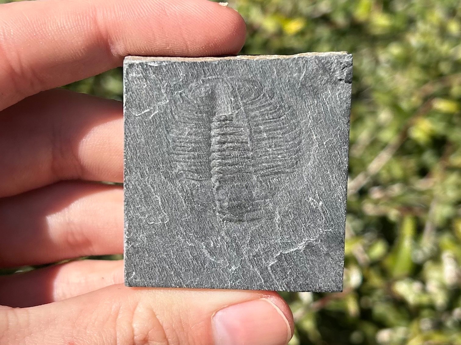 Washington Fossil Trilobite Ogygopsis Metaline Formation Cambrian Bug in Matrix