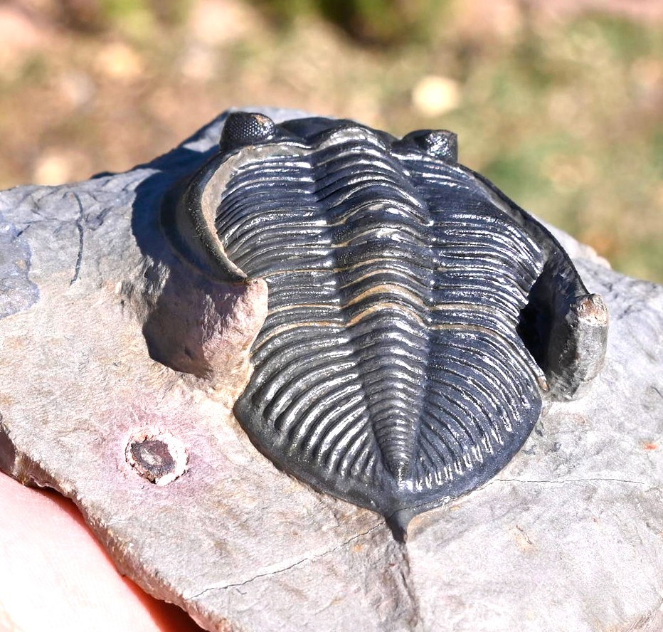 Trilobite Fossil, Zlichovaspis (Odontochile), from Morocco #1