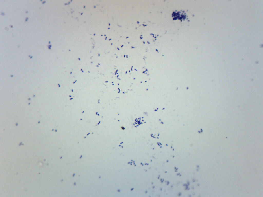 Streptococcus Pneumoniae - Gram Pos. - Prepared Slide - 75x25mm - Eisco Labs