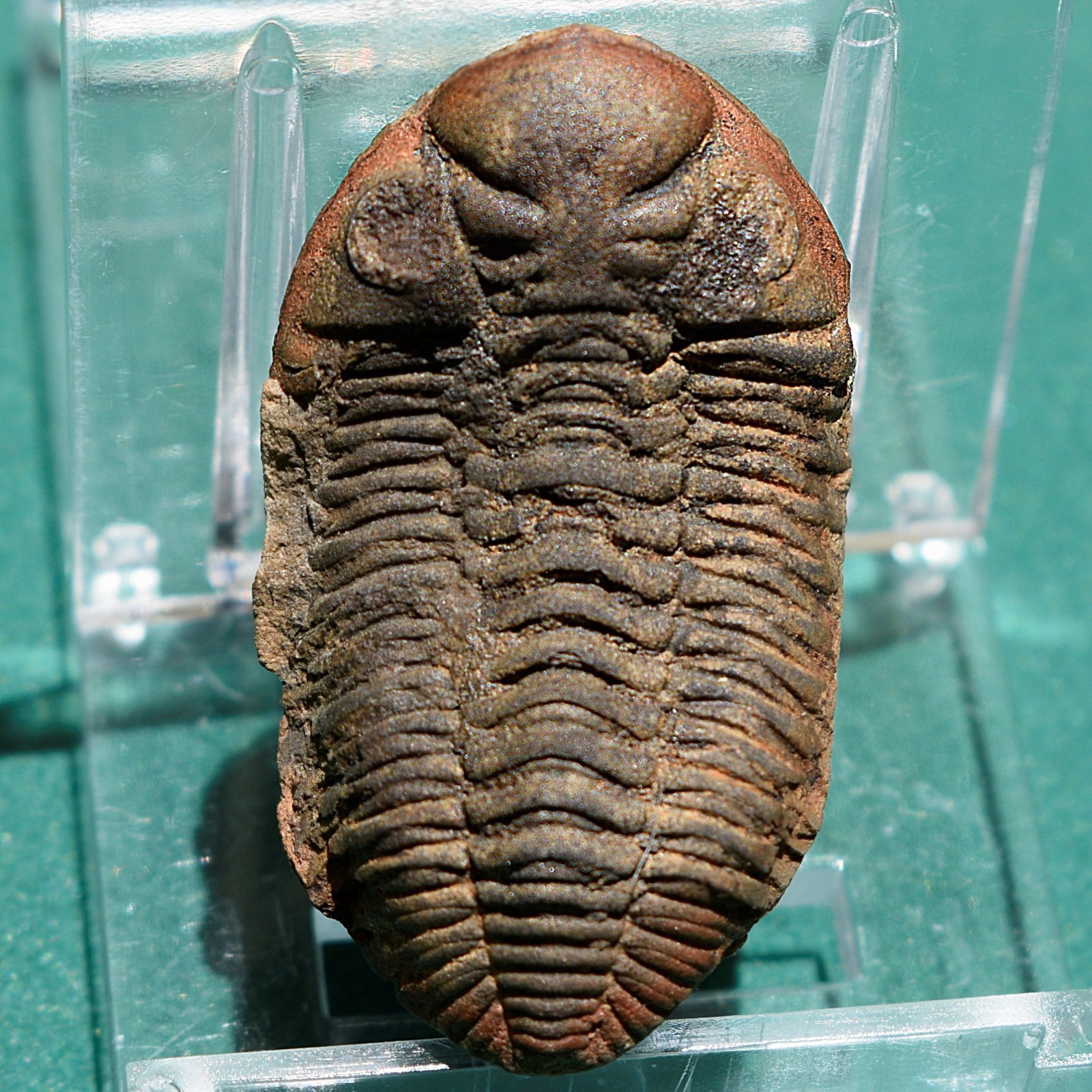 Trilobite: Cryphaeus australis - Bolivia devonian trilobite fossil