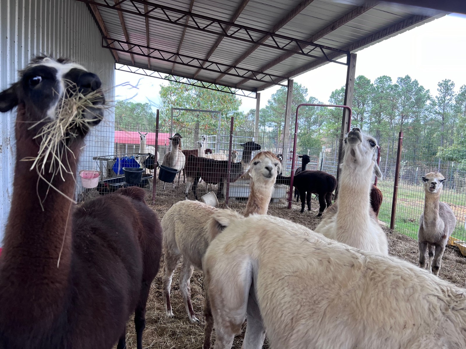 BIRD NESTING 100% FIBER Raw LLAMA/ALPACA ORGANIC bird Material 1 Gallon Bag