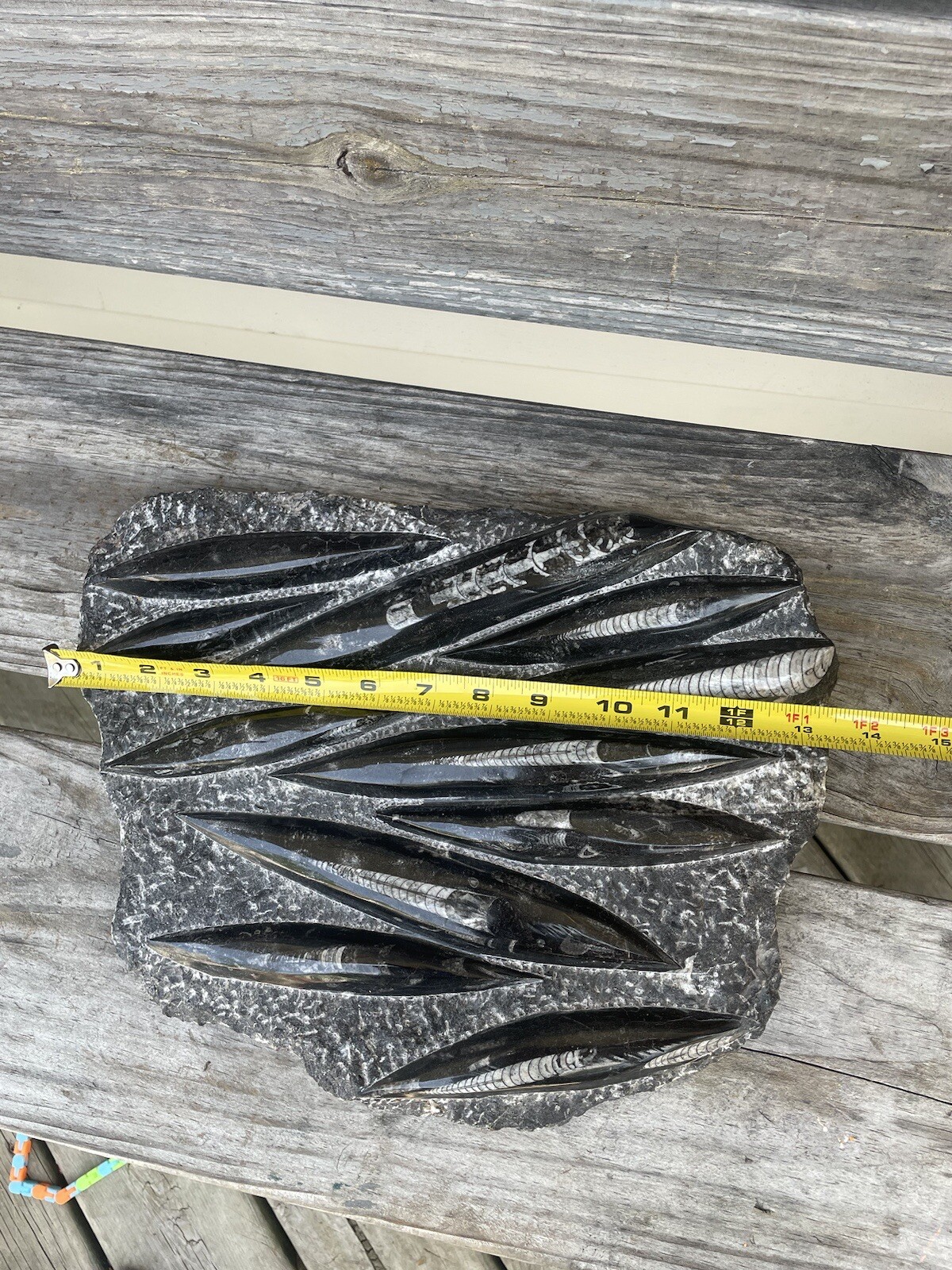 Polished Orthoceras Fossil Black Stone Slab Beautiful ❤️❤️❤️