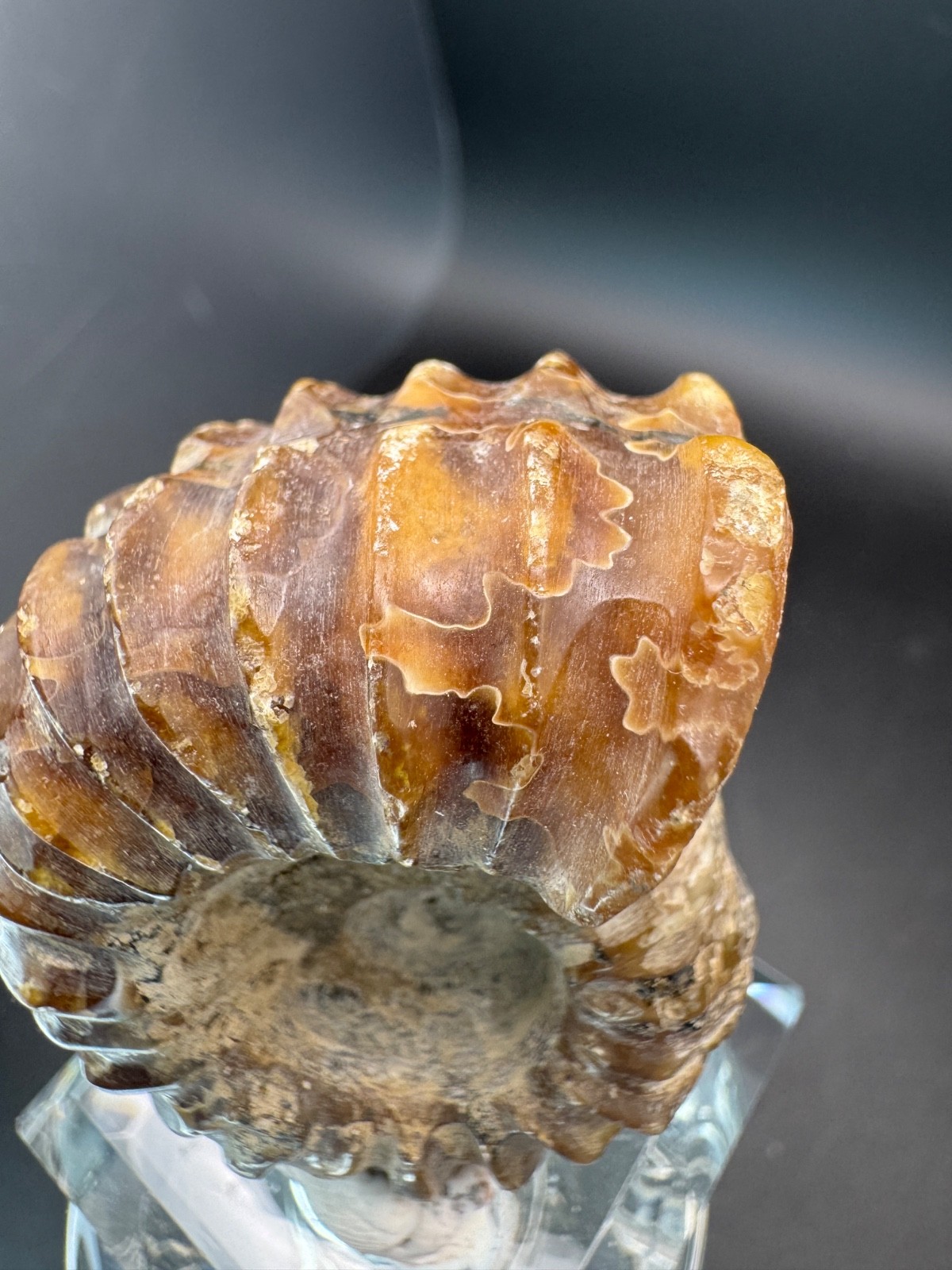 6221 Ribbed Ammonite Fossil with Nice Pattern Madagascar 54g