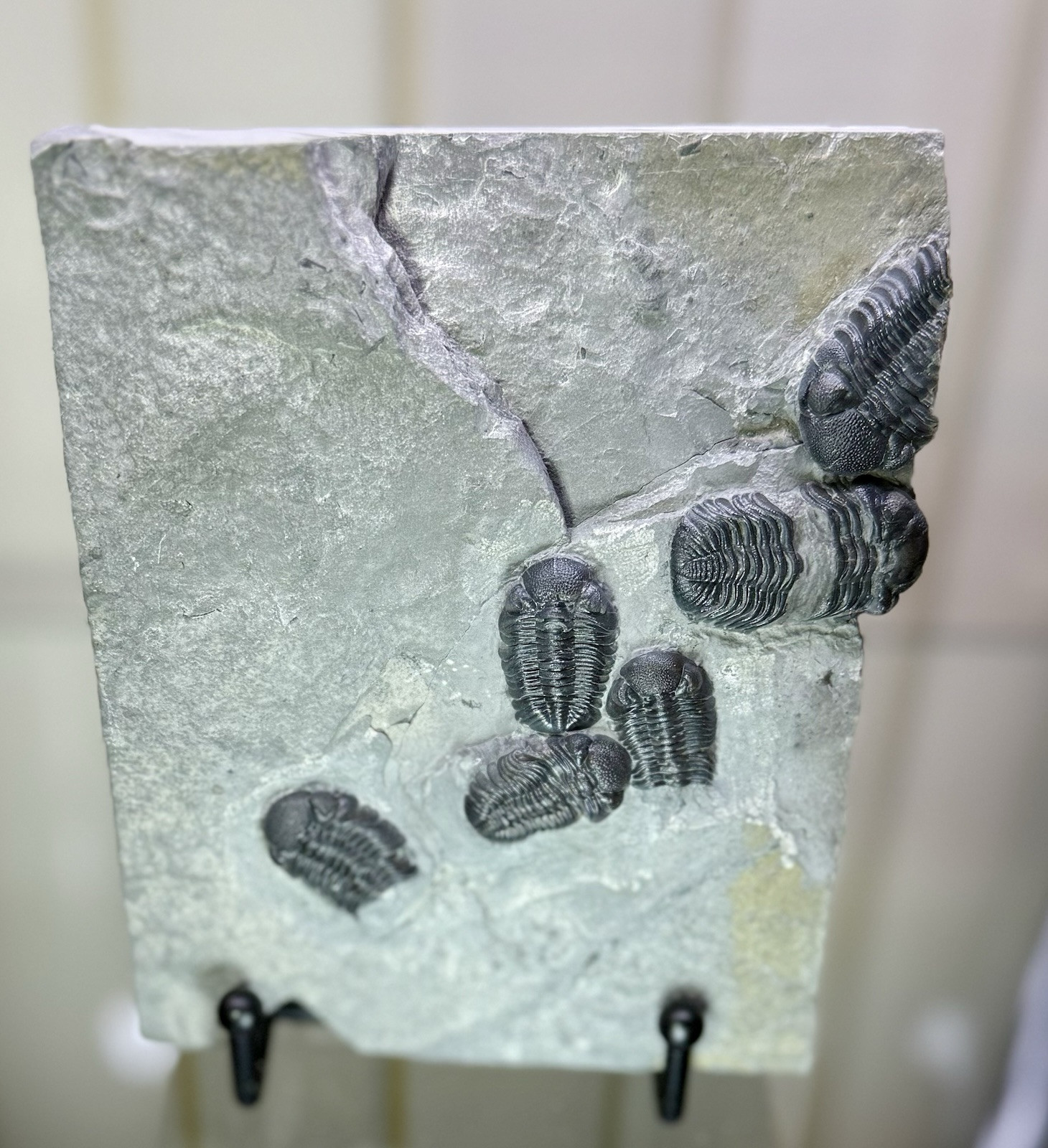 NICE Phacops Trilobite Plate ~ Penn Dixie New York ~ Devonian Period