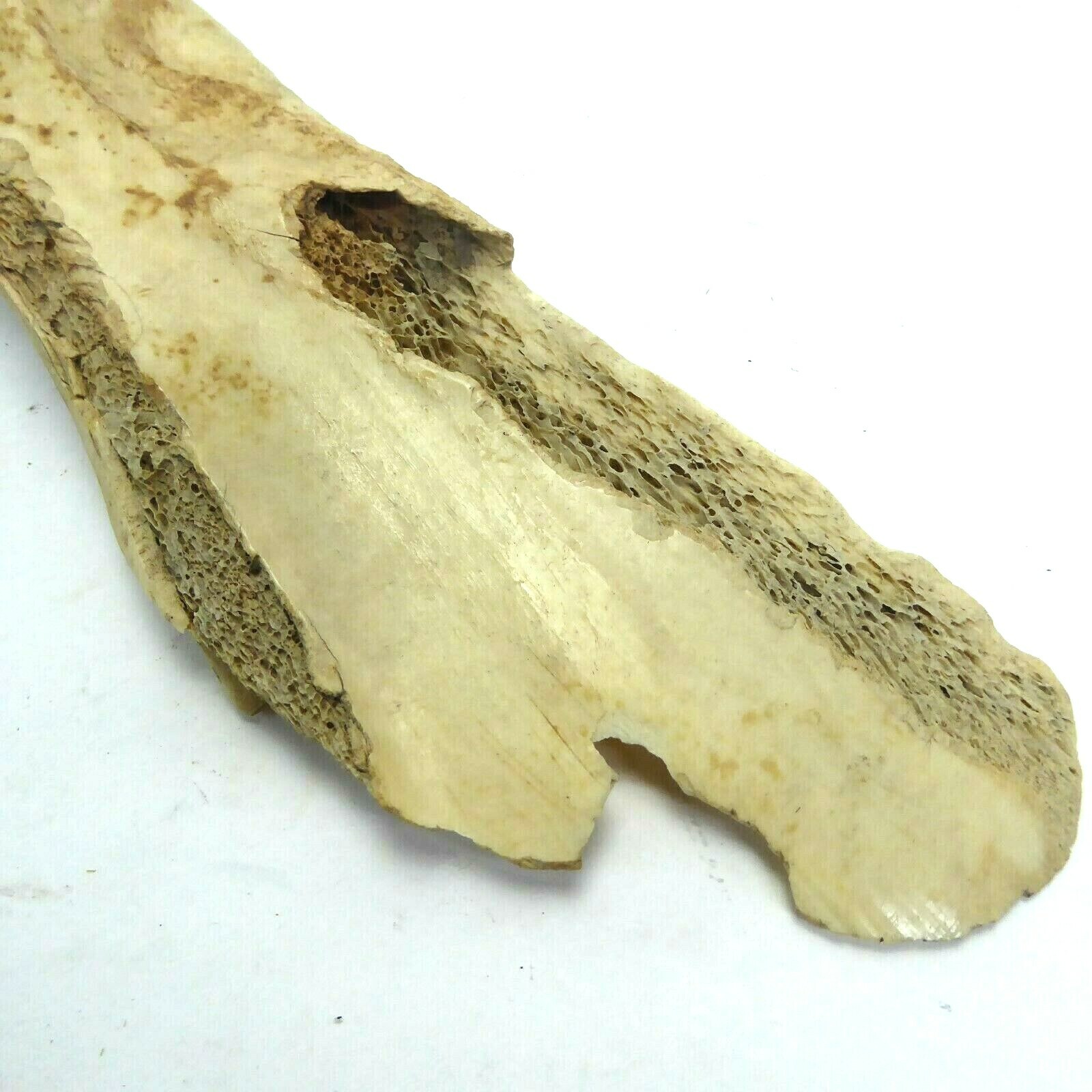 Missouri River Buffalo Horn Scapula Hoe