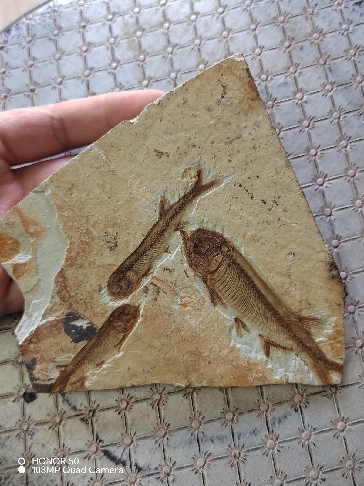Unique and authentic ancient fossil fish like stone B03