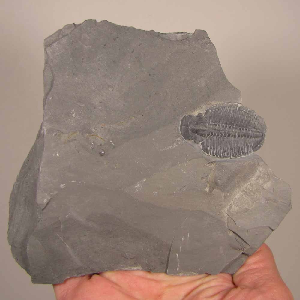 Elrathia Kingi TRILOBITE Fossil in Slate Matrix Rock - Cambrian Period - Utah