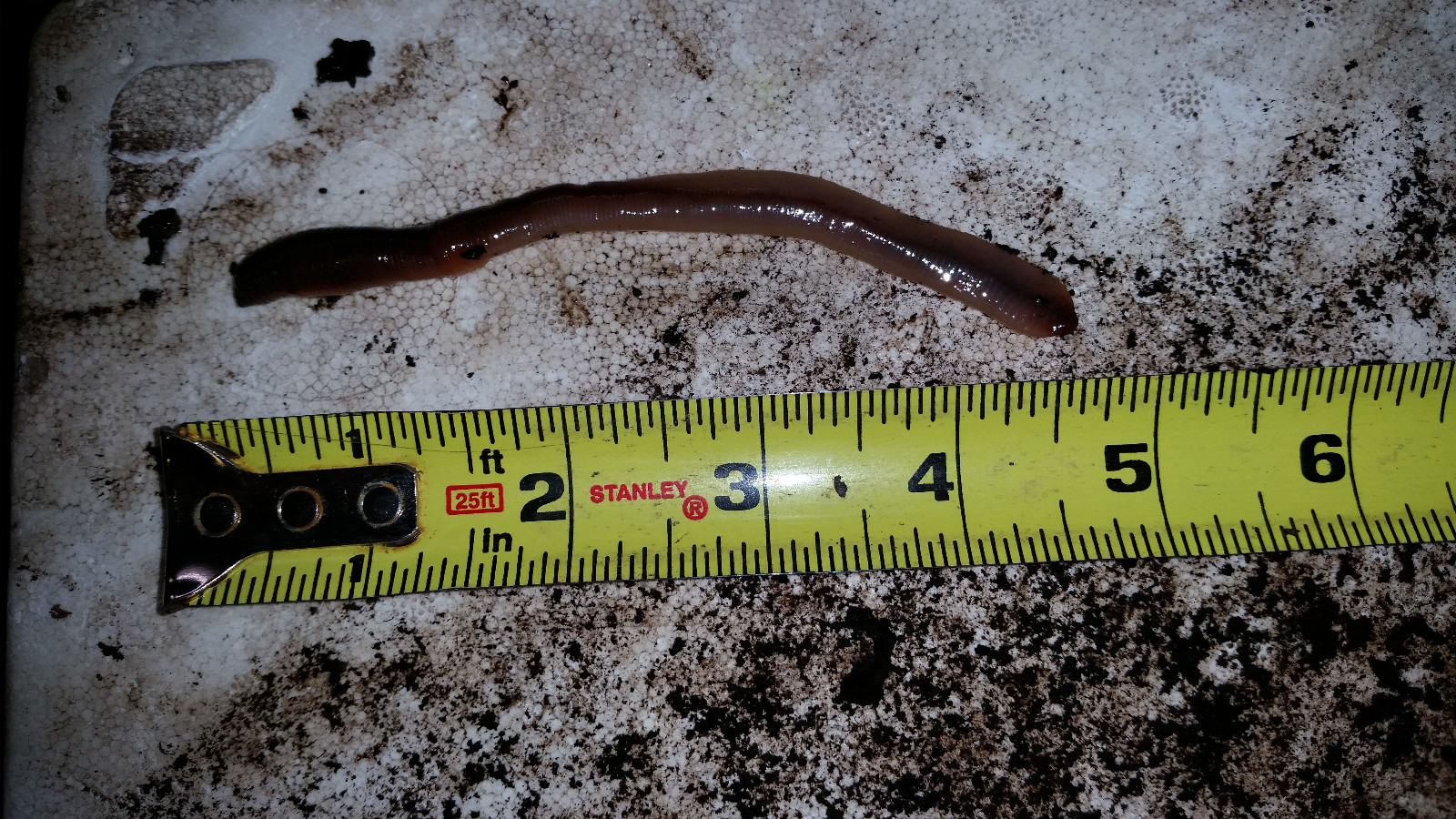 Canadian Nightcrawlers Free Priority Shipping, Live Arrival Guarantee