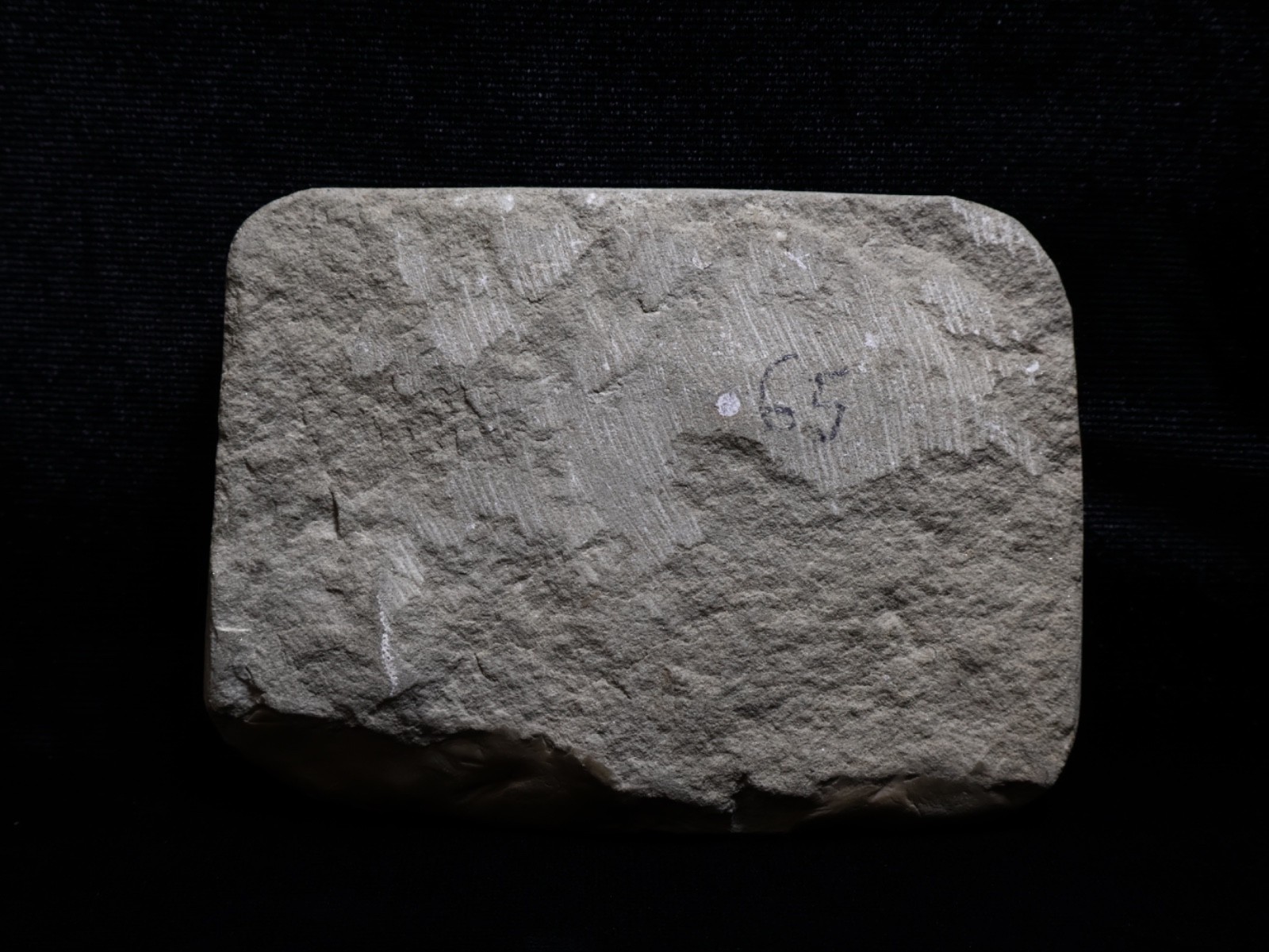Revealing Fossil Crinoid, Crawfordsville, Indiana