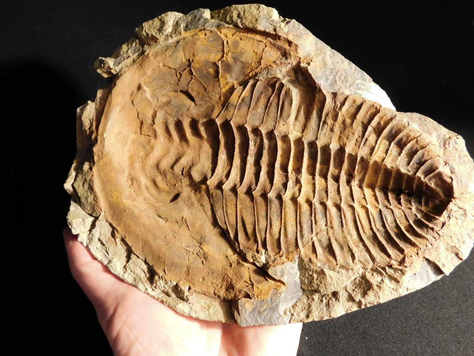 HUGE! 530 Million Year OLD! Andalusiana Trilobite Fossil Anif Morocco 3242gr