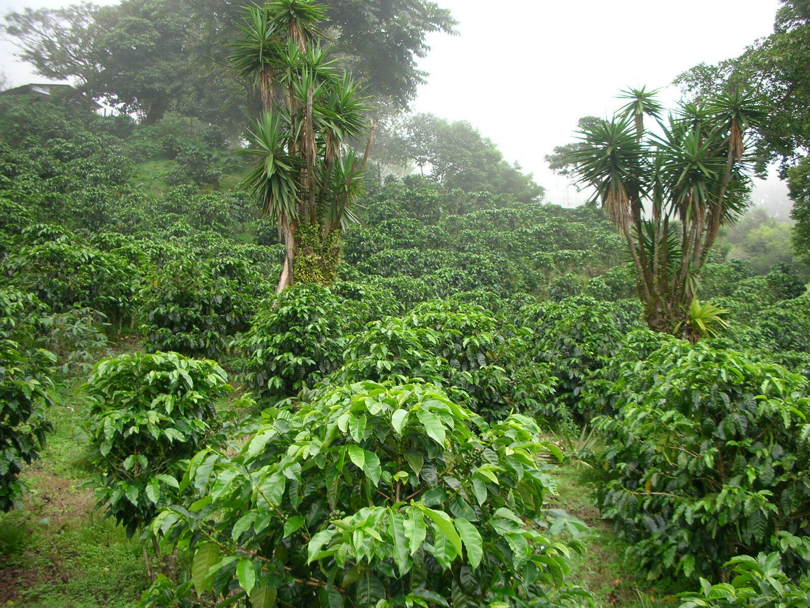 Panama Geisha Coffee Beans Medium Roasted Daily 10 Pounds 1 Pound Bags