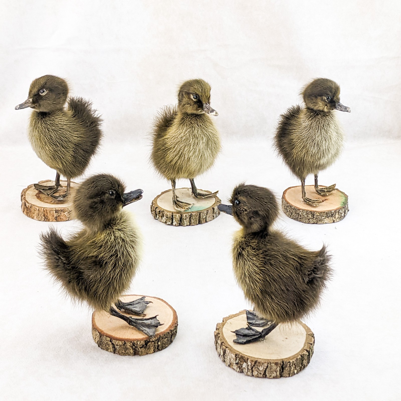Domestic Duck (NATURAL DEATH) on wood standing Baby Duck taxidermy oddities